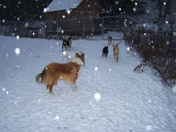 The play crew enjoying the snow!